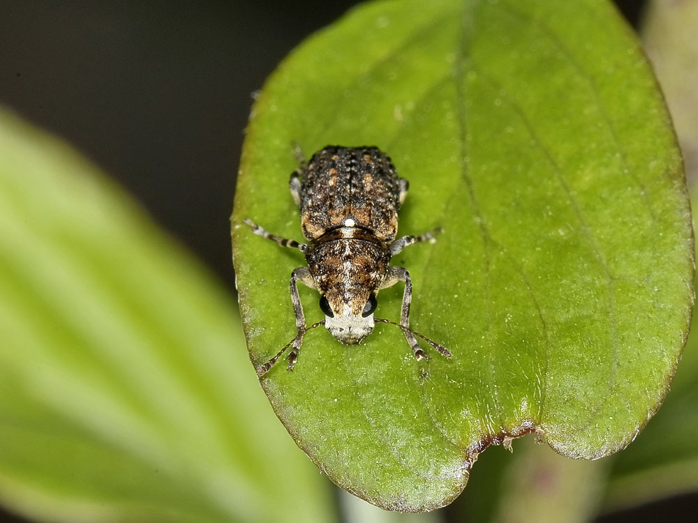 Dissoleucas niveirostris (Anthribidae)